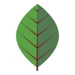 tobacco leave