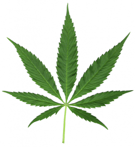 Cannabis Leaf